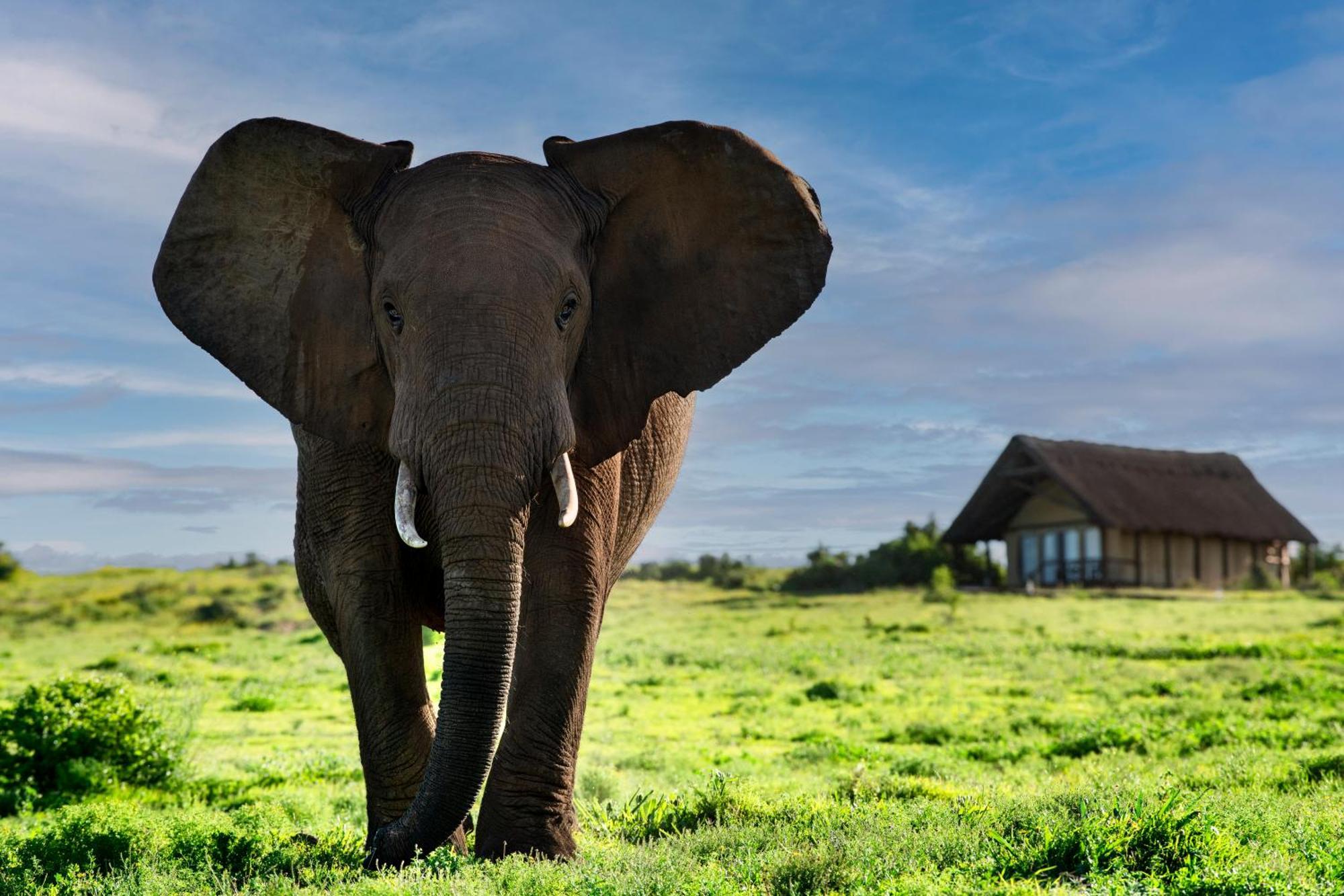 Gorah Elephant Camp Addo Ngoại thất bức ảnh