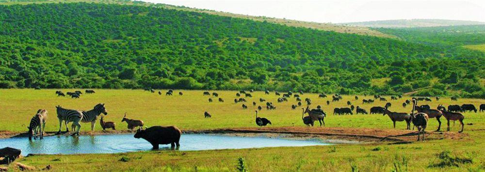 Gorah Elephant Camp Addo Ngoại thất bức ảnh