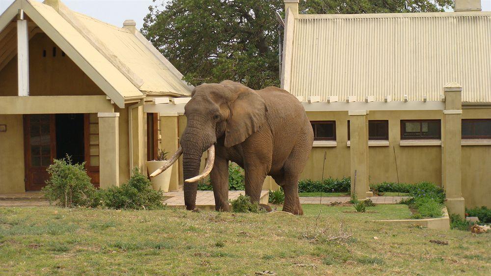 Gorah Elephant Camp Addo Ngoại thất bức ảnh