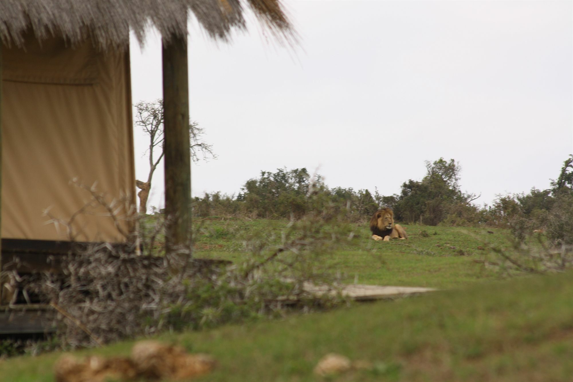 Gorah Elephant Camp Addo Ngoại thất bức ảnh