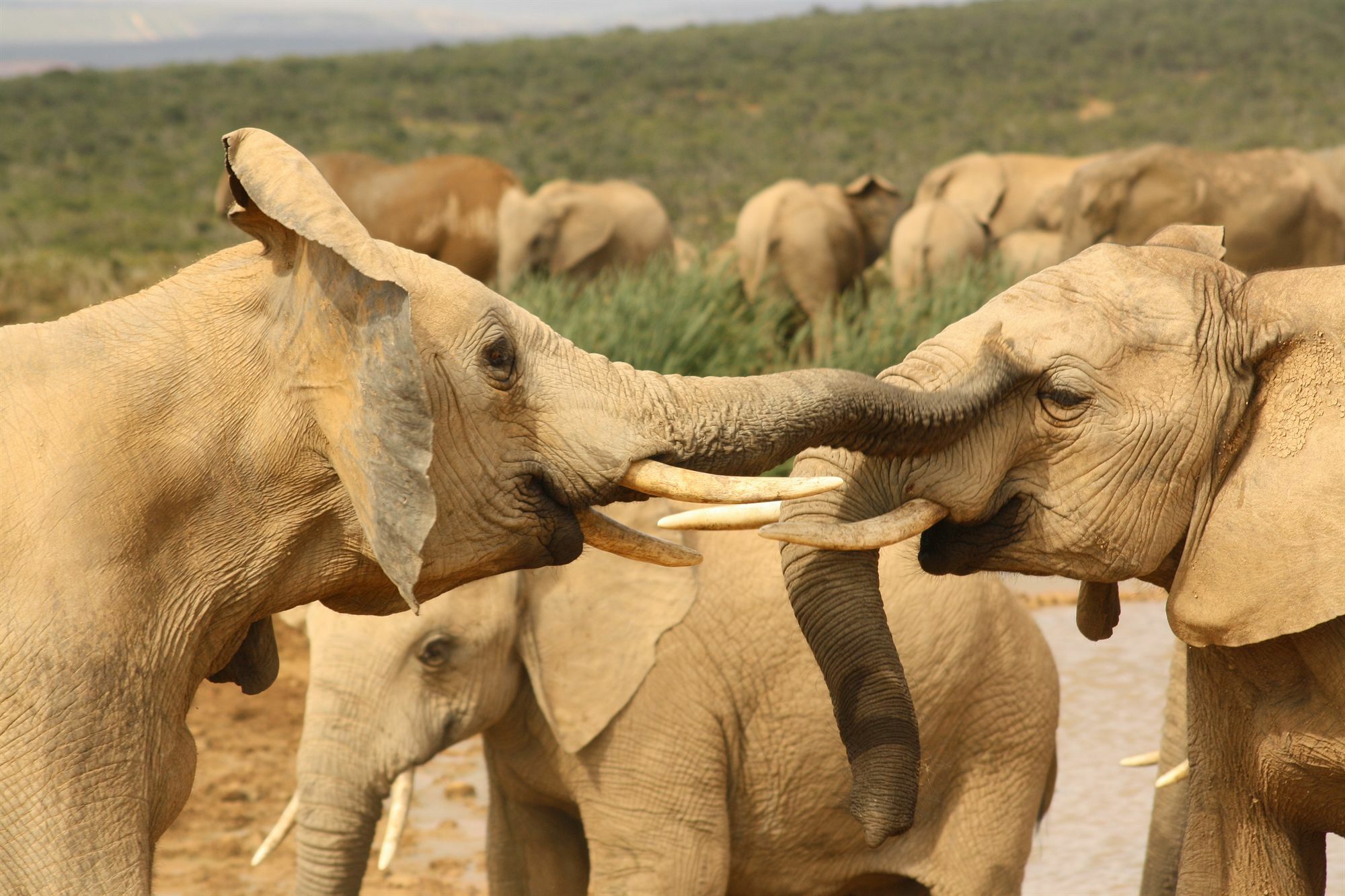 Gorah Elephant Camp Addo Ngoại thất bức ảnh