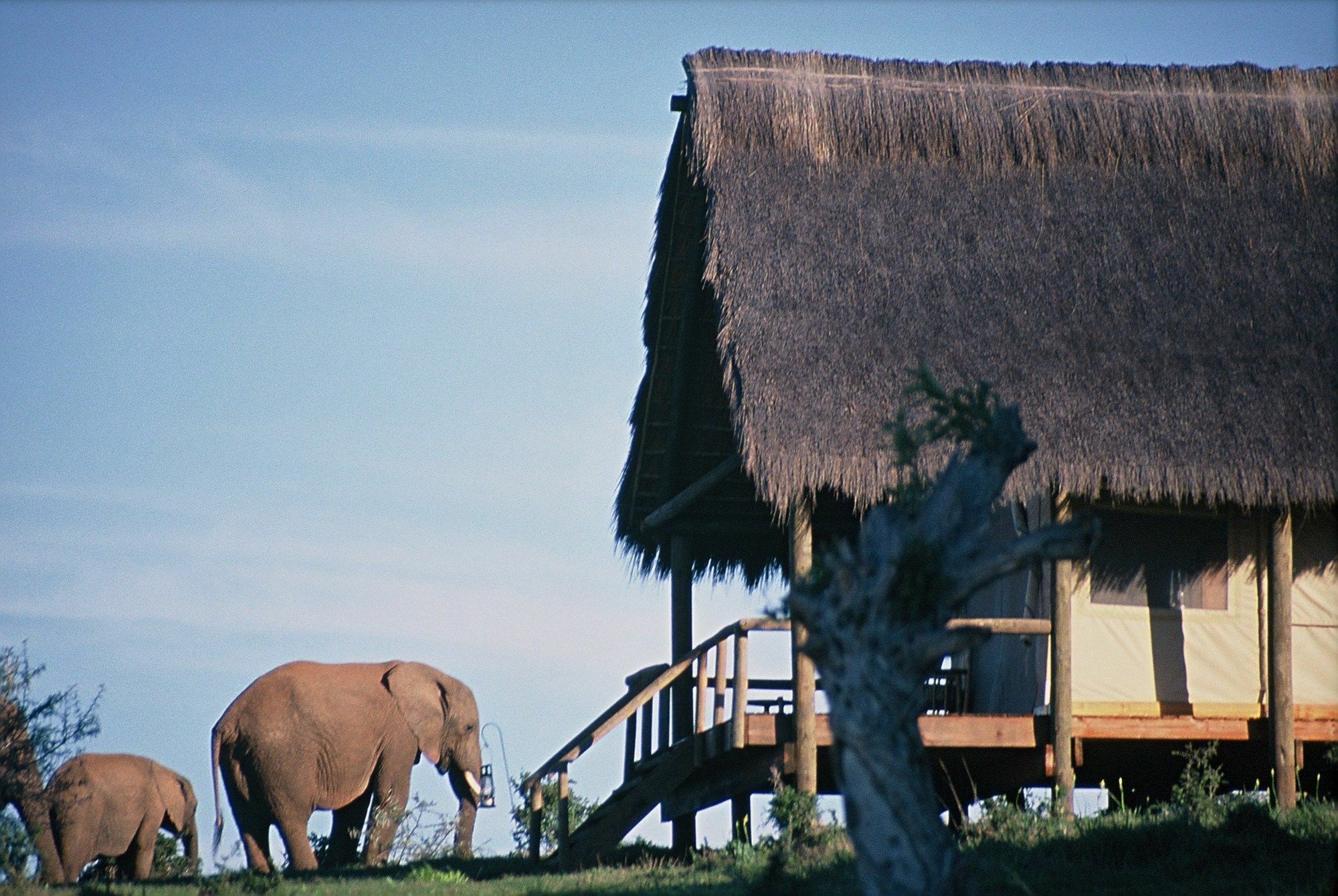 Gorah Elephant Camp Addo Ngoại thất bức ảnh