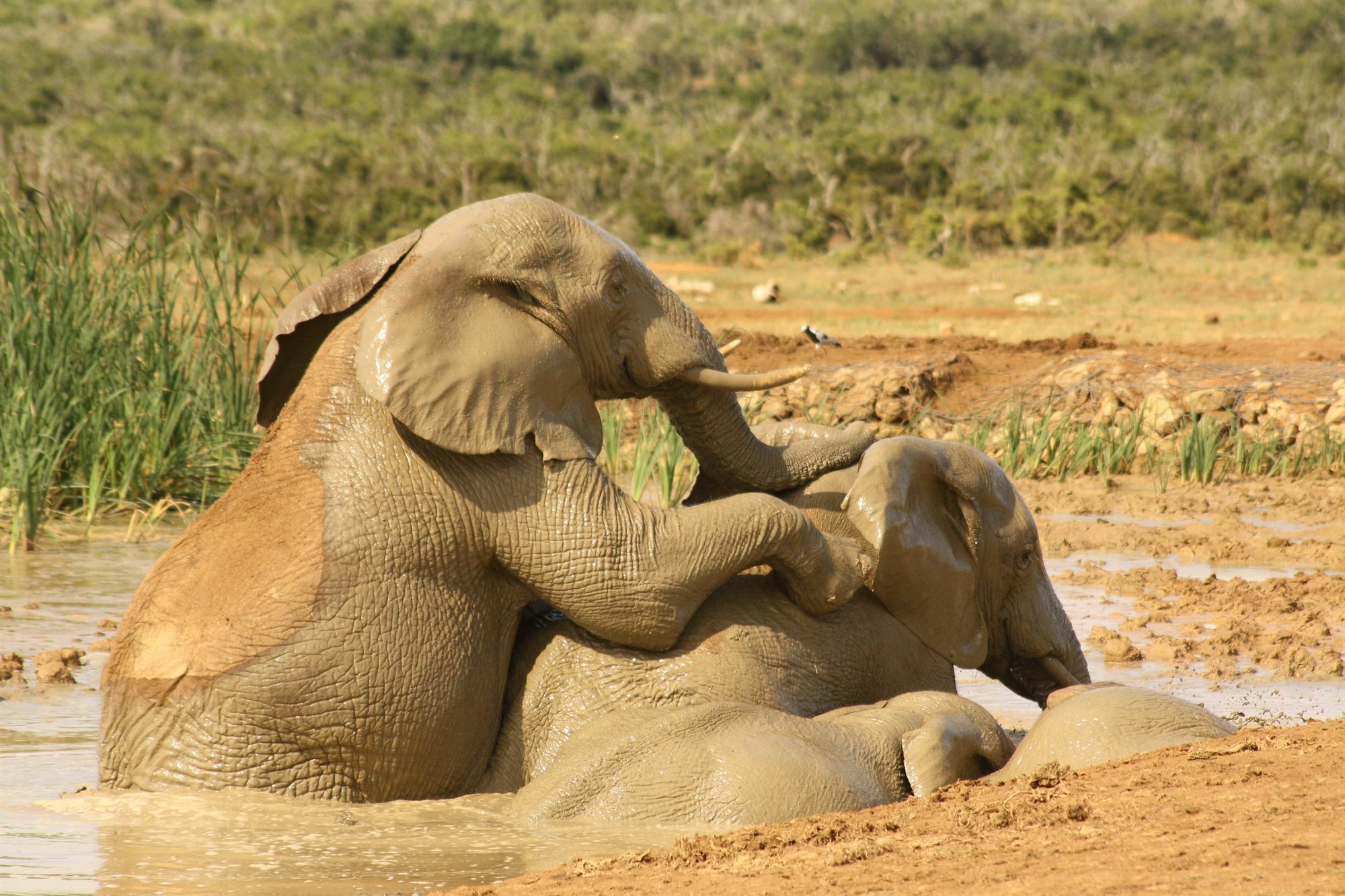 Gorah Elephant Camp Addo Ngoại thất bức ảnh