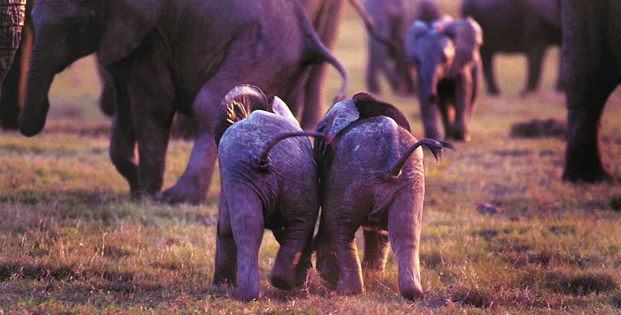 Gorah Elephant Camp Addo Ngoại thất bức ảnh